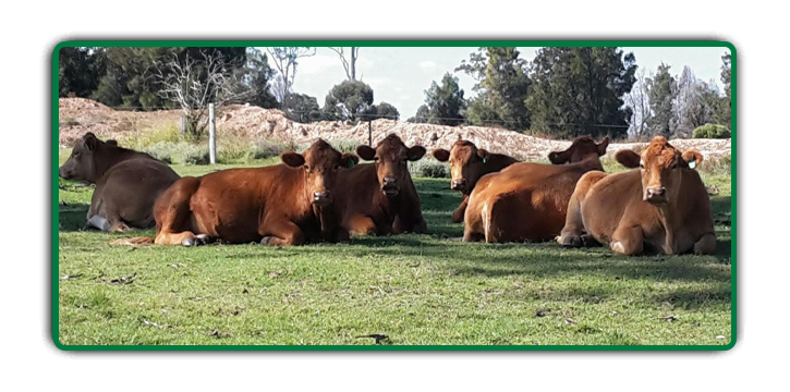 cattle