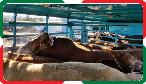 cattle