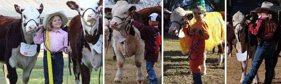 cattle with coach