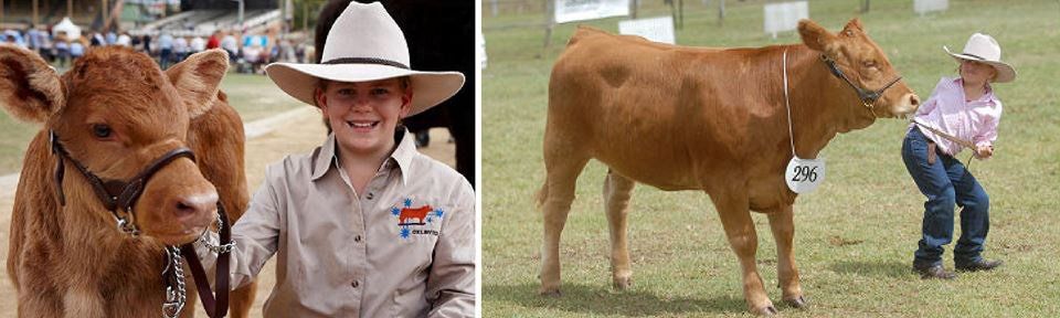 cattle with coach