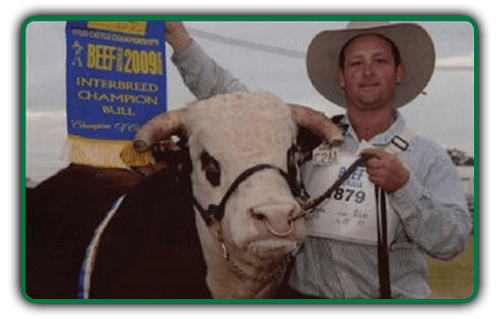 cattle