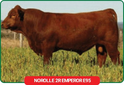 cattle
