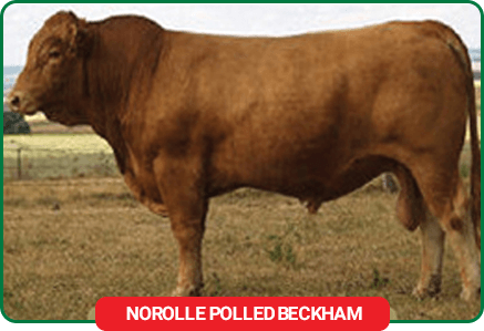 cattle