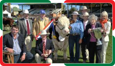 cattle