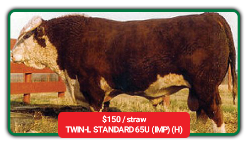 cattle