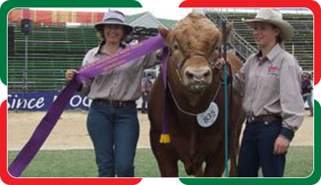 cattle