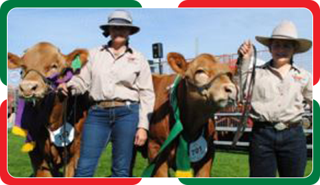 cattle
