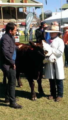 cattle with coach
