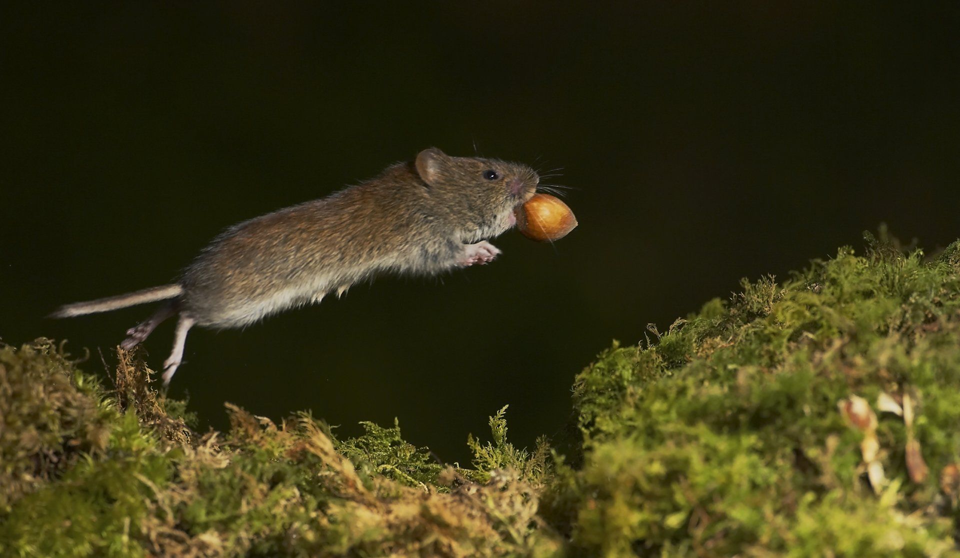 Common animals can sometimes make the very best photographic subjects
