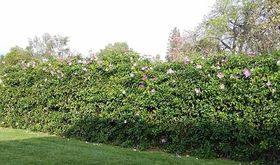 House Lawn — Ontario, California — Quality Pumping Services Inc. House Lawn — Ontario, California — Quality Pumping Services Inc.