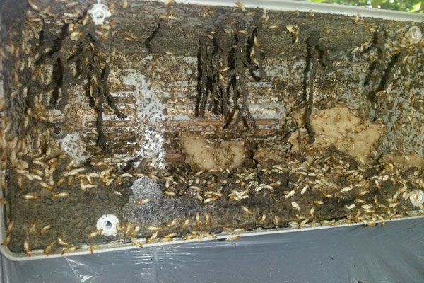 termite attack