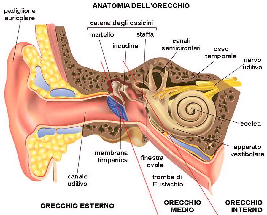 Orecchio interno
