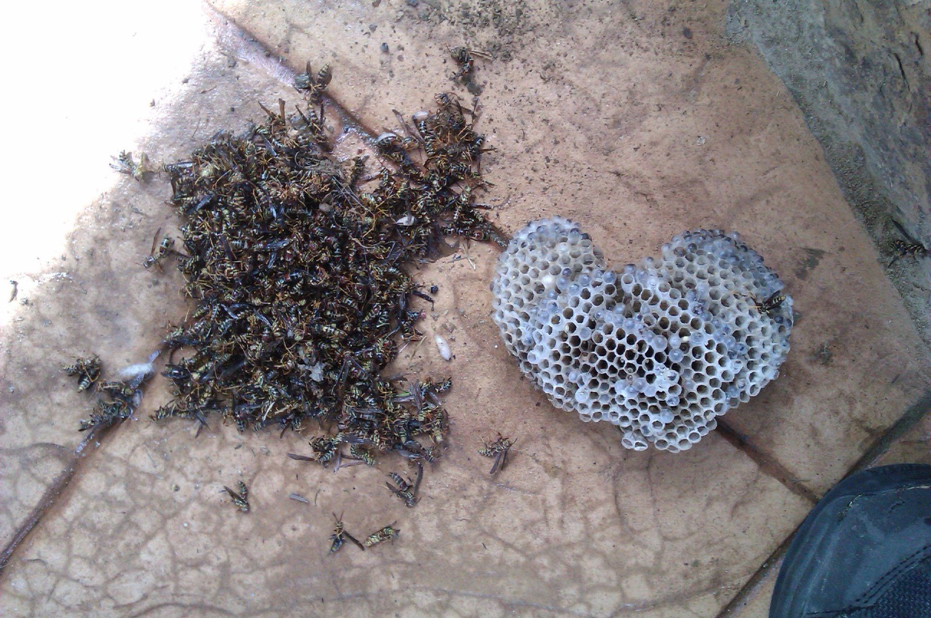 Cockroach Removal — Dead Bees and Bee HIve in Flushing, NY