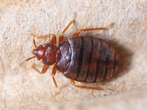 Bed Bug Removal — Bed Bugs in Flushing, NY Bed Bug Removal — Bed Bugs in Flushing, NY