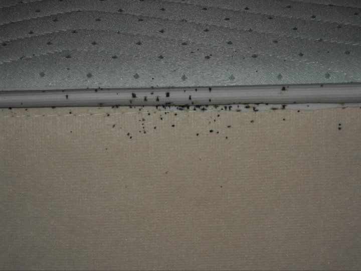 Rat Removal — Bed Bugs on Bed in Flushing, NY