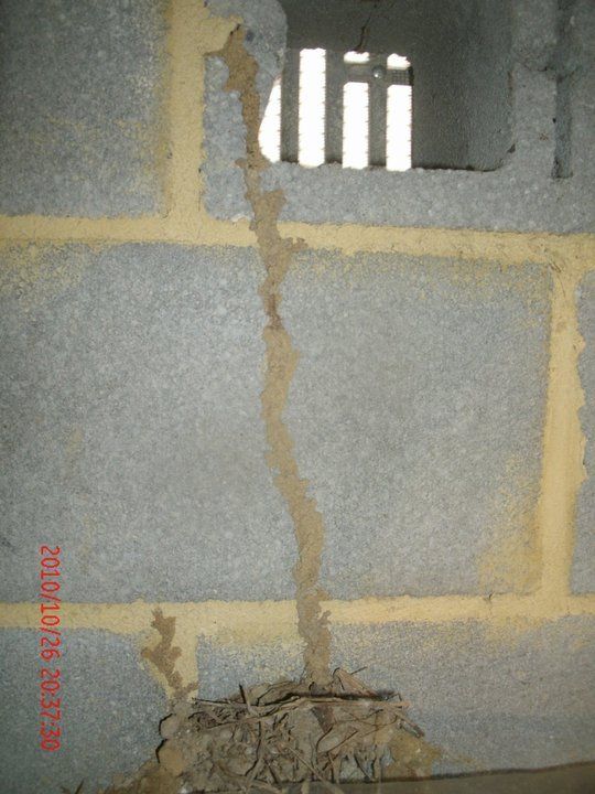 Mice Removal — Ants House in Flushing, NY