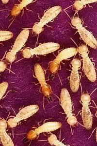 Pest Exterminator — Rhinotermites in Flushing, NY