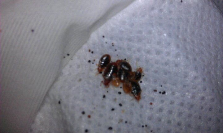 Bat Removal — Couple of Bed bugs in Flushing, NY