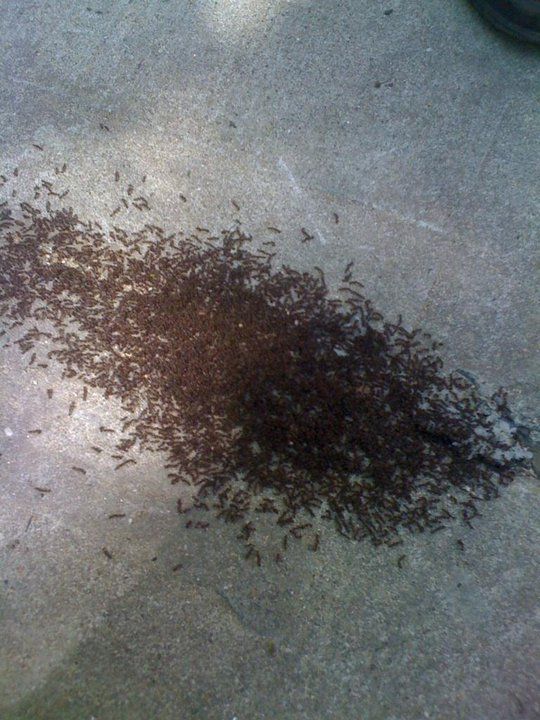 Pest Management — Army of Ants in Flushing, NY