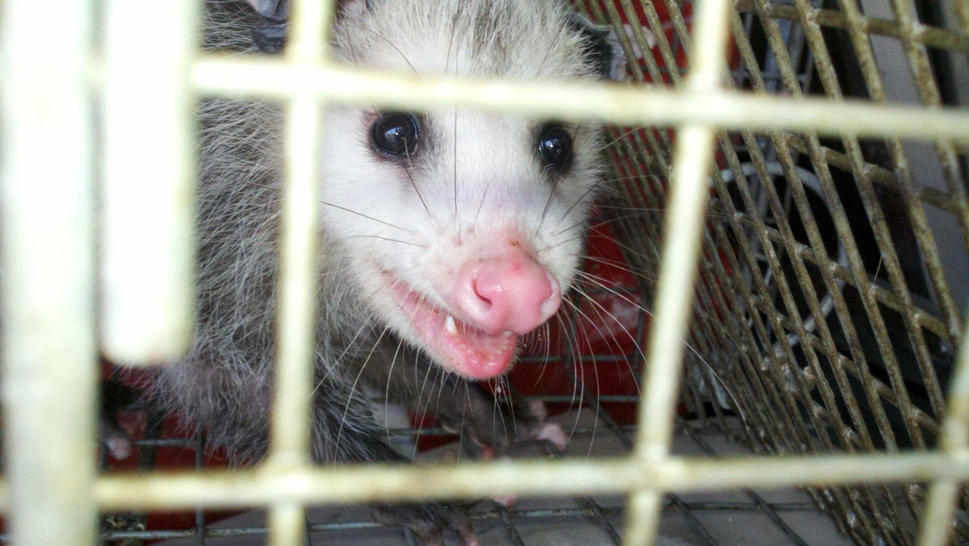Extermination Services — Rat Trapped in Flushing, NY