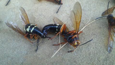 Integrated Pest Control — Dead Flying Pests in Flushing, NY