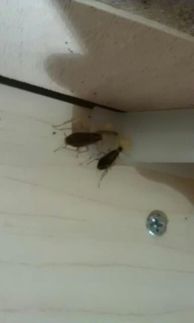 Pesticides — Pests in Flushing, NY