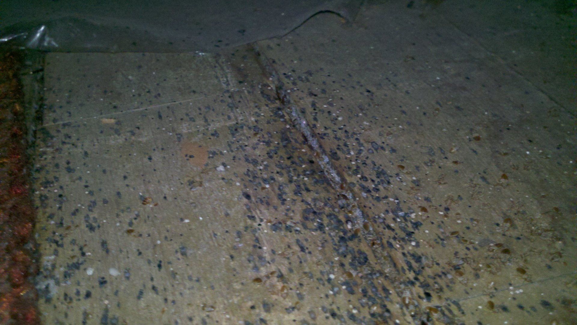 Pest Control — Dead Pests in Flushing, NY