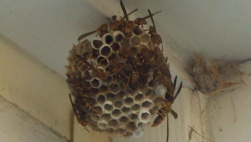 Integrated Pest Control — Bee Hive in Flushing, NY