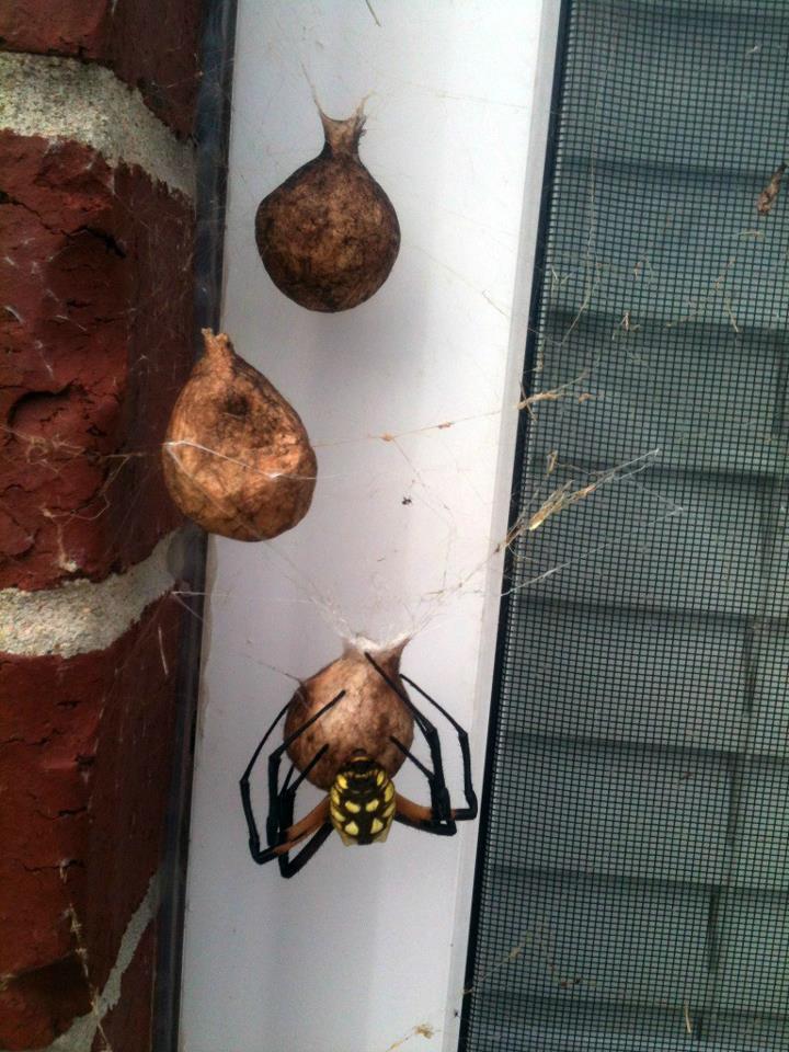 Spider Removal — Spider in Flushing, NY