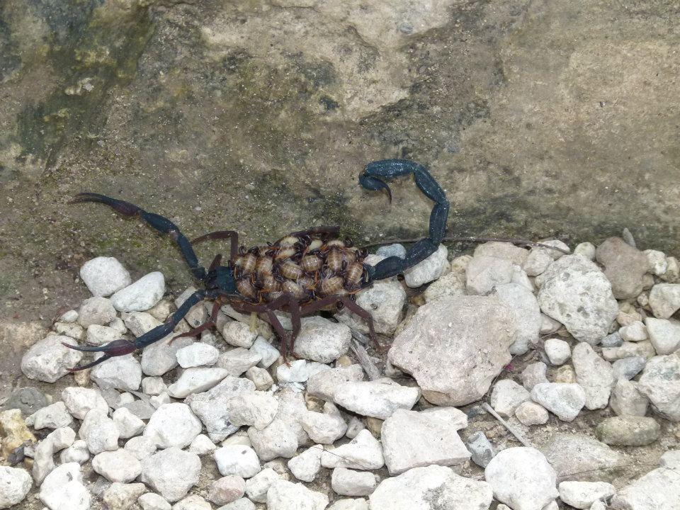 Commercial Exterminator — Mites in Flushing, NY