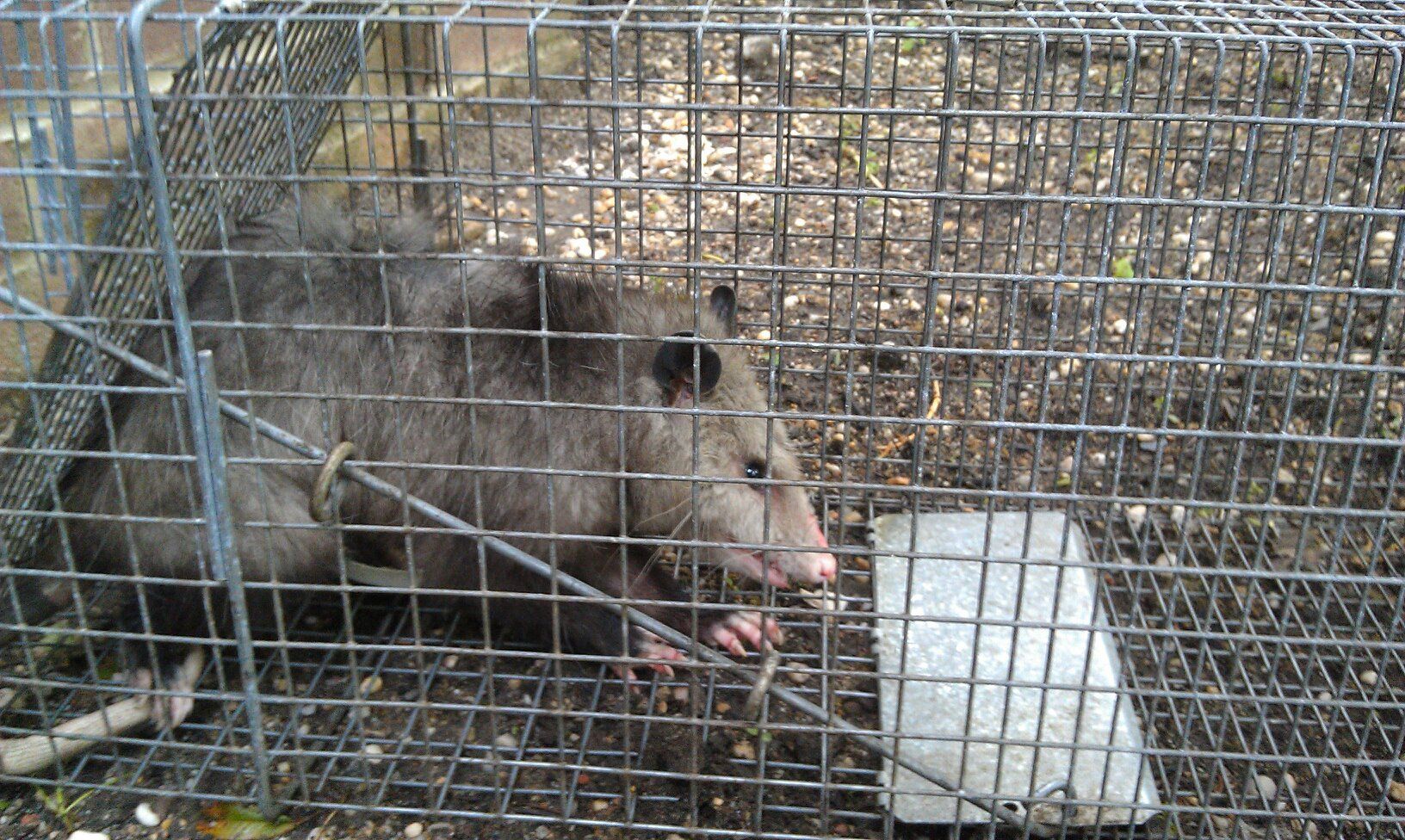 Residential Exterminator — Trapped Rat in Flushing, NY