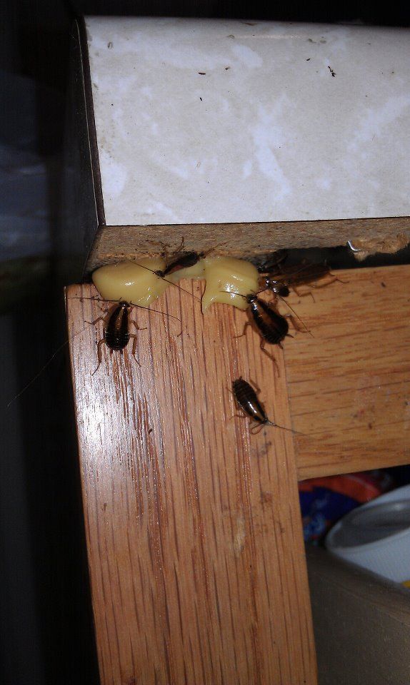 Spider Removal — Cockroaches in Flushing, NY