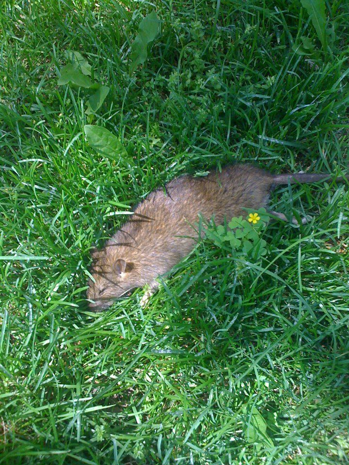 Silverfish Removal — Dead Rat on Grass in Flushing, NY