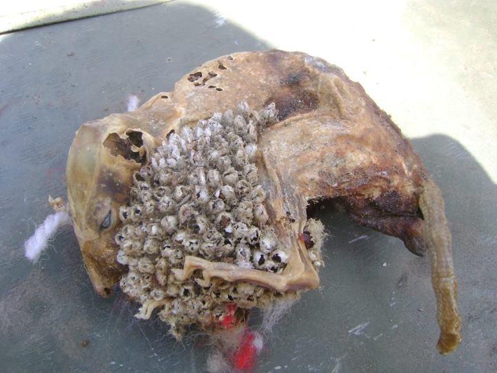 Rat Removal — Dried Dead Bat in Flushing, NY