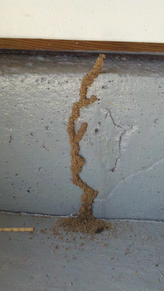 Earwig Removal — Line of Ant House in Flushing, NY