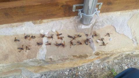 Cockroach Removal — Dead Termites in Flushing, NY