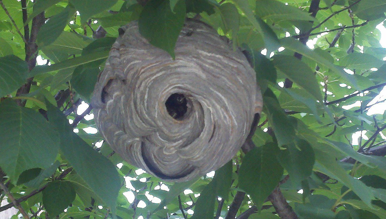 Bed Bug Removal — Bee Nest in Flushing, NY