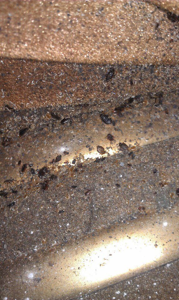Ant Removal — Bed Bugs in Flushing, NY