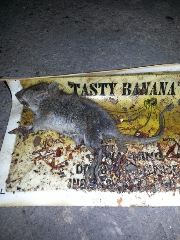 Emergency Exterminator — Mouse Sticked on a Mouse Trap in Flushing, NY