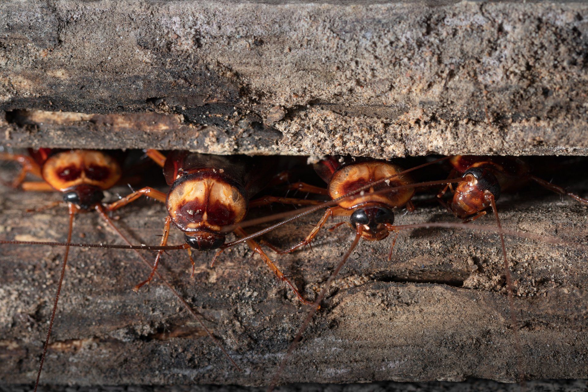 Cockroach Removal — Cockroaches in Flushing, NY Cockroach Removal — Cockroaches in Flushing, NY