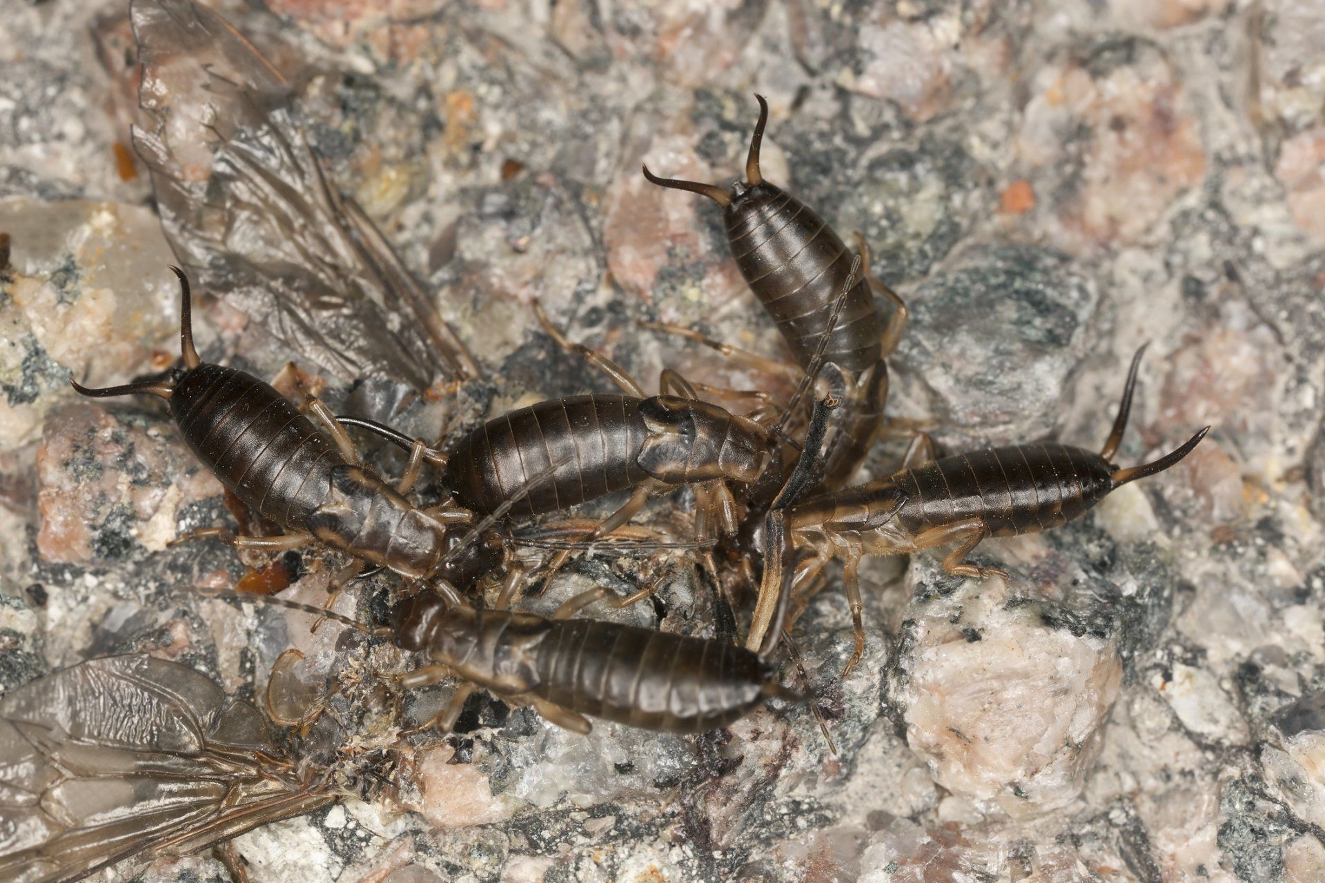 Earwig Removal — Earwig in Flushing, NY Earwig Removal — Earwig in Flushing, NY
