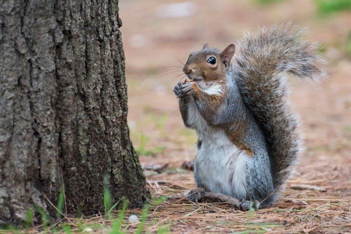 Pesticides — American Squirrel in Flushing, NY Pesticides — American Squirrel in Flushing, NY