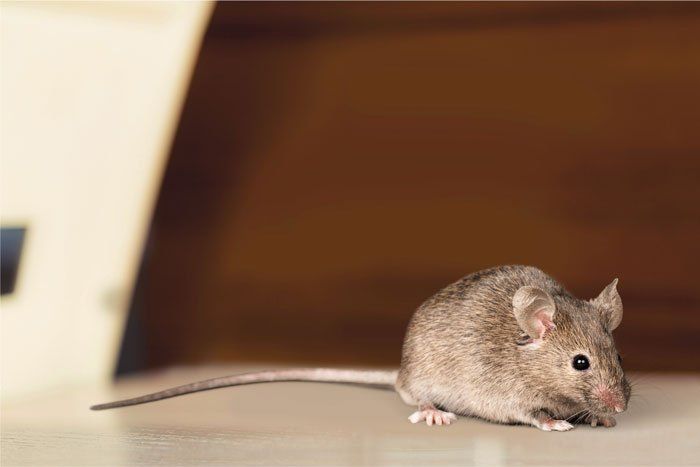 Mice Removal — Mice in Flushing, NY Mice Removal — Mice in Flushing, NY
