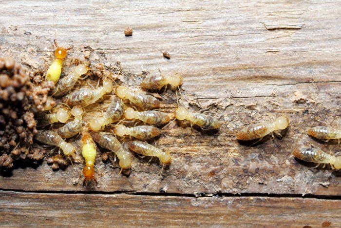 Termite Extermination — Termite on Wood in Flushing, NY Termite Extermination — Termite on Wood in Flushing, NY