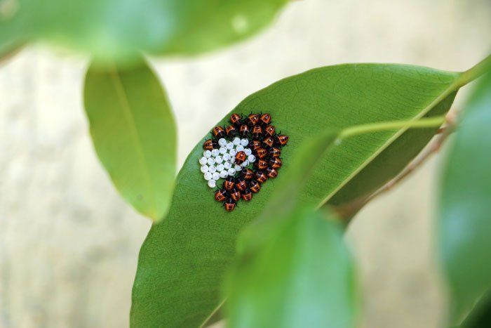 Stink Bugs — Newly Hatched Stink Bugs in Flushing, NY Stink Bugs — Newly Hatched Stink Bugs in Flushing, NY