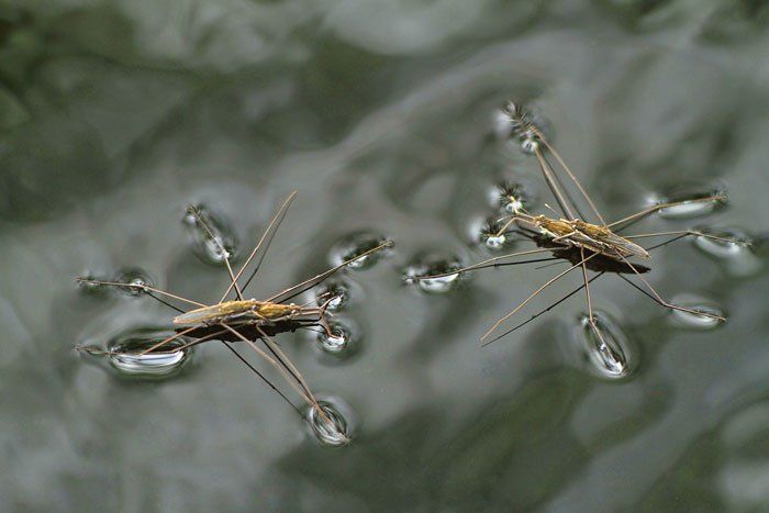 Waterbugs — Symmetric Waterbugs Mating in Flushing, NY Waterbugs — Symmetric Waterbugs Mating in Flushing, NY