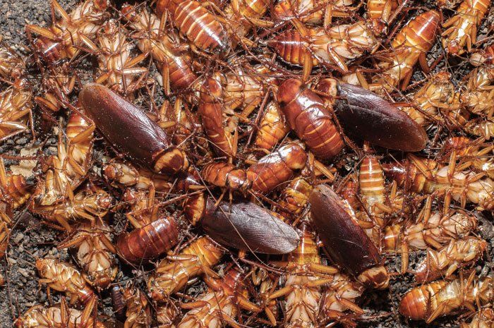 Roaches — Many Cockroaches in Flushing, NY Roaches — Many Cockroaches in Flushing, NY