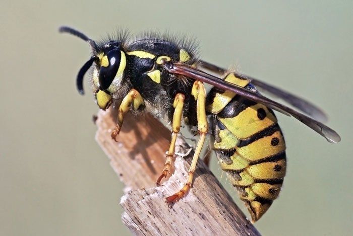 Wasp Removal — European Wasp in Flushing, NY Wasp Removal — European Wasp in Flushing, NY