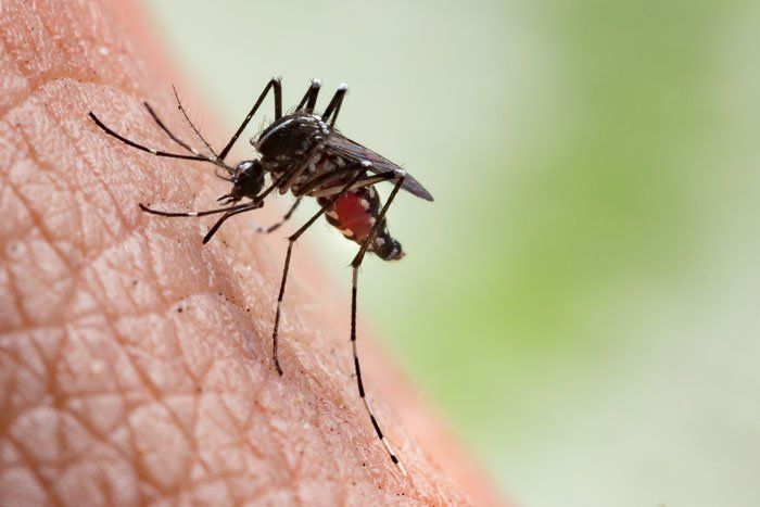 House Mosquitoes — Mosquitoe on a Skin in Flushing, NY House Mosquitoes — Mosquitoe on a Skin in Flushing, NY