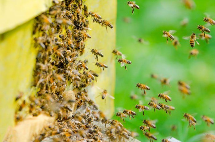 Bees — Bees Entering a Beehive in Flushing, NY Bees — Bees Entering a Beehive in Flushing, NY